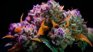 Sherbacio Strain Review: A Flavorful Fusion of Cannabis Excellence