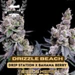 Drizzle Beach (Feminized) - Sigma
