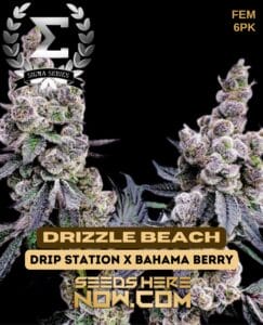 Drizzle Beach (Feminized) - Sigma