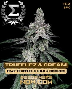 Truffle’z & Cream (feminized) - Sigma