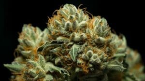 Indulge in the Tres Leches Strain (Koolato x Cookies and Cream)