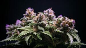 Unleash Raw Potency with the Chimera Strain by BeLeaf