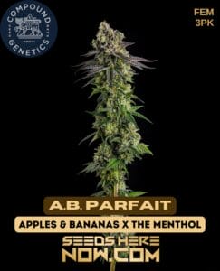 A.B. Parfait (Feminized) - Compound Genetics