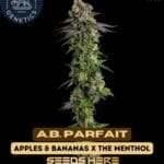 A.B. Parfait (Feminized) - Compound Genetics