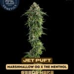 Jet Puft (Feminized) - Compound Genetics