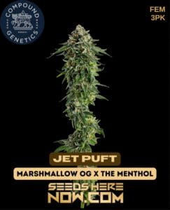 Jet puft (feminized) - compound genetics