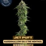 Jet Puft (Feminized) - Compound Genetics