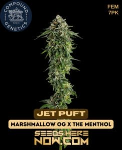 Jet puft (feminized) - compound genetics