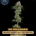 OC Oranges (Feminized) - Compound Genetics