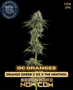 Oc oranges (feminized) - compound genetics
