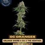 OC Oranges (Feminized) - Compound Genetics