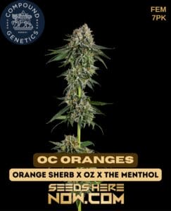 Oc oranges (feminized) - compound genetics