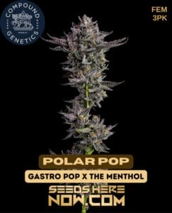 Polar pop (feminized) - compound genetics