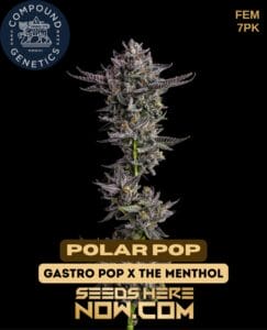 Polar pop (feminized) - compound genetics