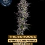 The Scrooge (Feminized) - Compound Genetics
