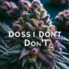 Dosi Don't (Regular) (space) Thug Pug Genetics