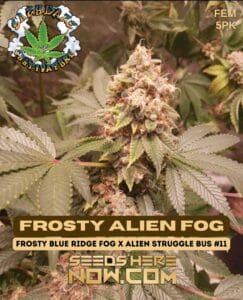 Frosty Alien Fog (feminized) - Eazy Daze Cultivators