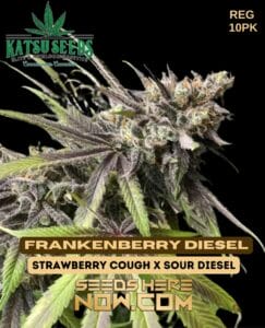 Frankenberry Diesel (Regular) - Katsu Seeds