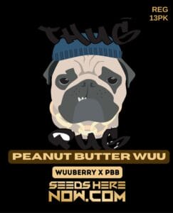 Peanut Butter Wuu (regular) - Thug Pug Genetics