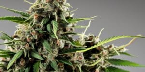 Experience The Cherry Diesel Strain (Cherry Og X Turbo Diesel) – Experience the Cherry Diesel Strain (Cherry OG x Turbo Diesel)