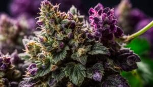 Unleash The Grape Gas Strain (Og Chem X Granddaddy Purple) X The Truth) – Unleash the Grape Gas Strain (OG Chem X Granddaddy Purple) X The Truth)