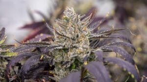Discover The Member Berry Strain (Skunkberry X Mandarin Sunset) – Discover the Member Berry Strain (Skunkberry X Mandarin Sunset)