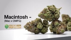 Explore the Macintosh Cannabis Strain (MAC x OMFG) (space) Seeds Here Now