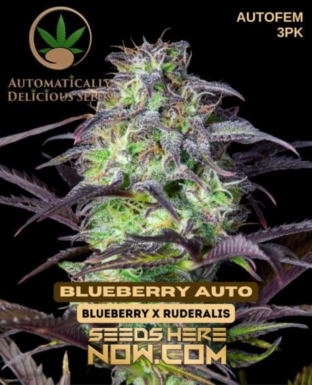 Automatically Delicious - Blueberry Auto {autofem} [3pk]