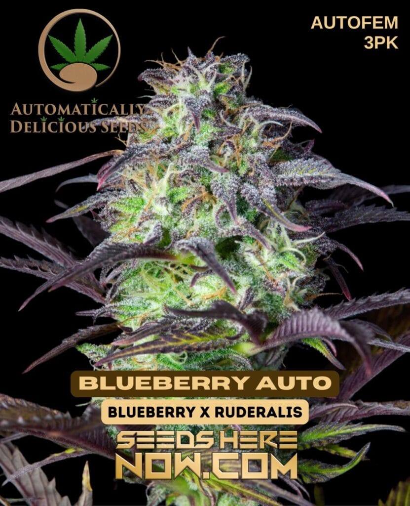 Automatically Delicious – Blueberry Auto {AUTOFEM} [3pk] | Free Seed ...