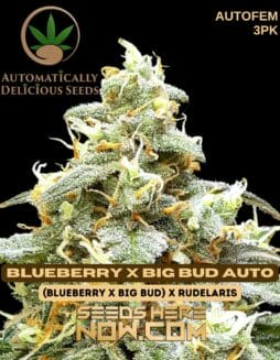 Automatically Delicious - Blueberry x Big Bud Auto {AUTOFEM} [3pk]Automatically Delicious - Blueberry x Big Bud Auto {AUTOFEM} [3pk]