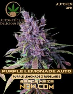 Automatically Delicious - Purple Lemonade Auto {AUTOFEM} [3pk]Automatically Delicious - Purple Lemonade Auto {AUTOFEM} [3pk]