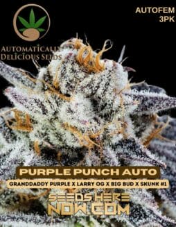 Automatically Delicious - Purple Punch Auto {AUTOFEM} [3pk]Automatically Delicious - Purple Punch Auto {AUTOFEM} [3pk]