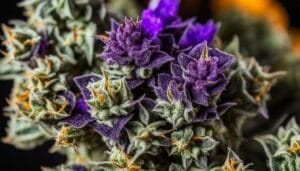 Introducing The Black Runtz Strain (Zkittlez X Gelato) – Introducing the Black Runtz Strain (Zkittlez x Gelato)