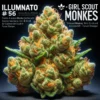 Illuminauto #56(space)Girl Scout Monkeys (Autoflower) (space) Mephisto Genetics
