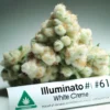Illuminauto #61-white creme (autoflower) - mephisto genetics