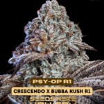 Psy - Op R1 (Feminized) - Ethos Genetics