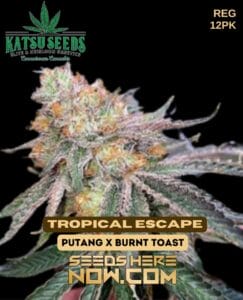 Tropical Escape (regular) - Katsu Seeds