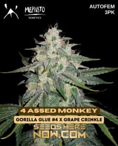 4 Assed Monkey (autoflower) - Mephisto Genetics
