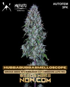 Hubbabubbasmelloscope (autoflower) - Mephisto Genetics