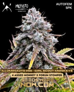 Illuminauto #56(space)Girl Scout Monkeys (Autoflower) (space) Mephisto Genetics