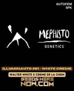 Illuminauto #61-white Creme (autoflower) - Mephisto Genetics