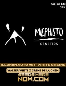 Mephisto Genetics - Illuminauto #61 - White Creme {AUTOFEM} [5pk]Mephisto Genetics - Illuminauto #61 - White Creme {AUTOFEM} [5pk]