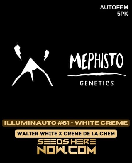 Mephisto Genetics - Illuminauto #61 - White Creme {autofem} [5pk]