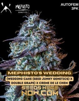 Mephisto Genetics - Mephisto's Wedding {AUTOFEM} [3pk]Mephisto Genetics - Mephisto's Wedding {autofem} [3pk]