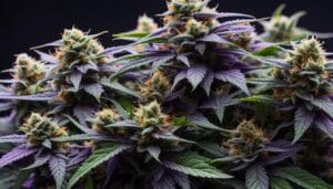 Exploring The Purple Runtz Strain (Zkittlez X Gelato 33) – Exploring the Purple Runtz Strain (Zkittlez x Gelato 33)