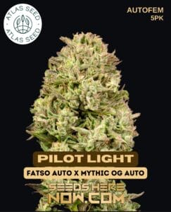 Pilot Light (autoflower) - Atlas Seeds