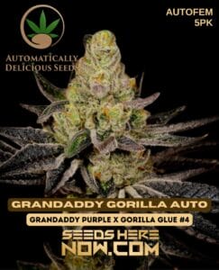 Grandaddy Gorilla Auto (autoflower) - Automatically Delicious