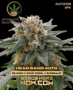 Head Band Auto (autoflower) - Automatically Delicious