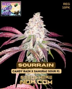 Sourrain (regular) - Bless Coast Seeds