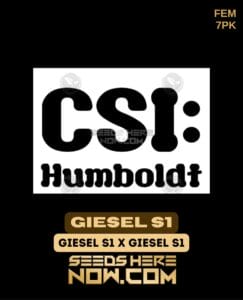 Giesel S1 (Feminized) (space) CSI Humboldt